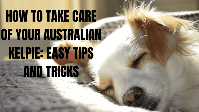 How to Take Care of Your Australian Kelpie: Easy Tips and Tricks