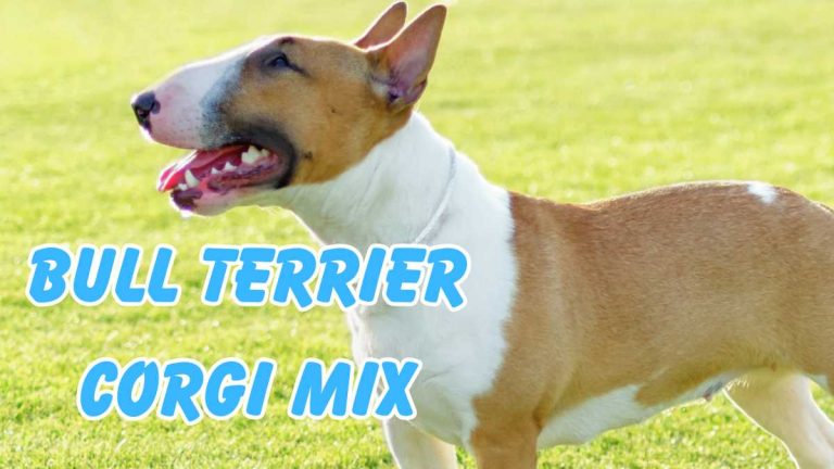 The Unique Charm of the Bull Terrier Corgi Mix