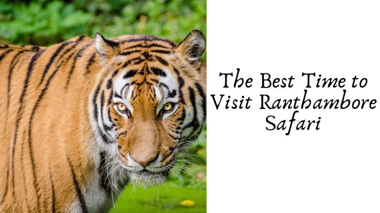 The Best Time to Visit Ranthambore Safari